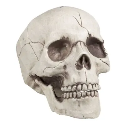 Buy Skull With Moveable Jawbone 21cm Halloween Gothic Horror Decoration • 10.06£