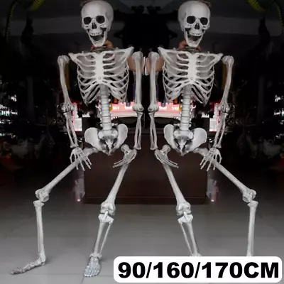 Buy 170cm Poseable Skeleton Full Life Size Human Skeleton Halloween Decoration Prop • 6.95£