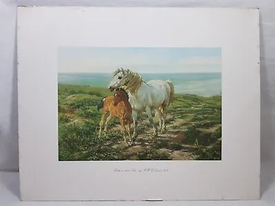 Buy Print Horse And Foal Mother And Son H W B Davis Vintage On Card Rare Prop • 14.99£